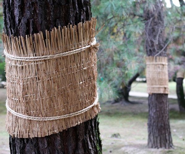 こも巻き こも巻き